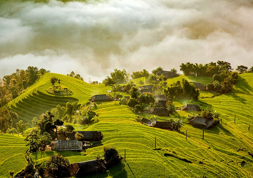 The timing of the ripe rice season in Hoang Su Phi