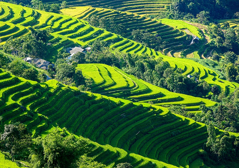 What makes the ripe rice season in Hoang Su Phi so beautiful?
